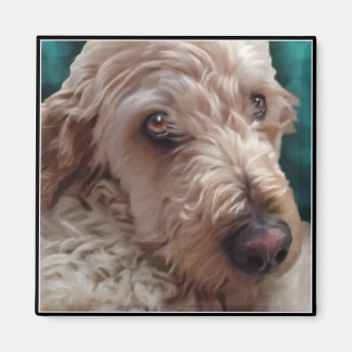 Íman Goldendoodle