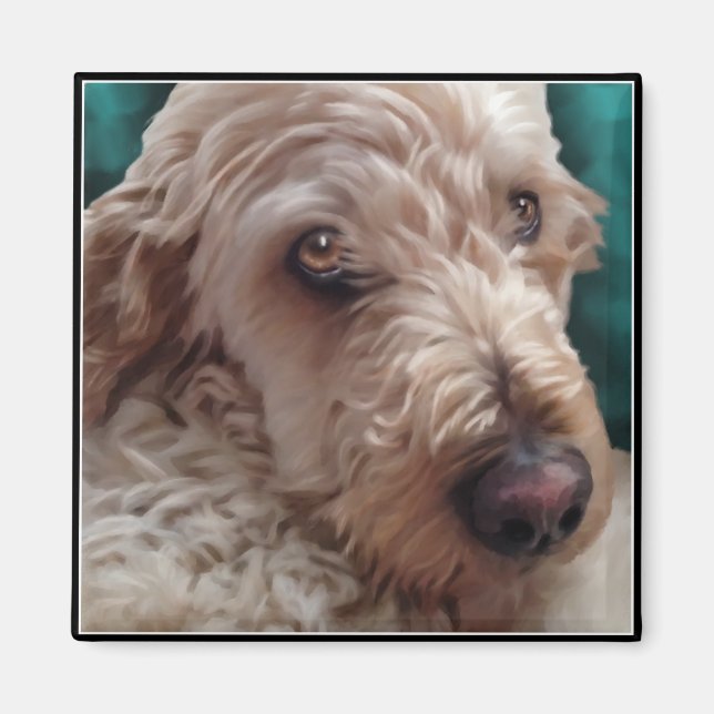 Íman Goldendoodle (Frente)