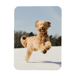 Íman Goldendoodle correndo pelo campo