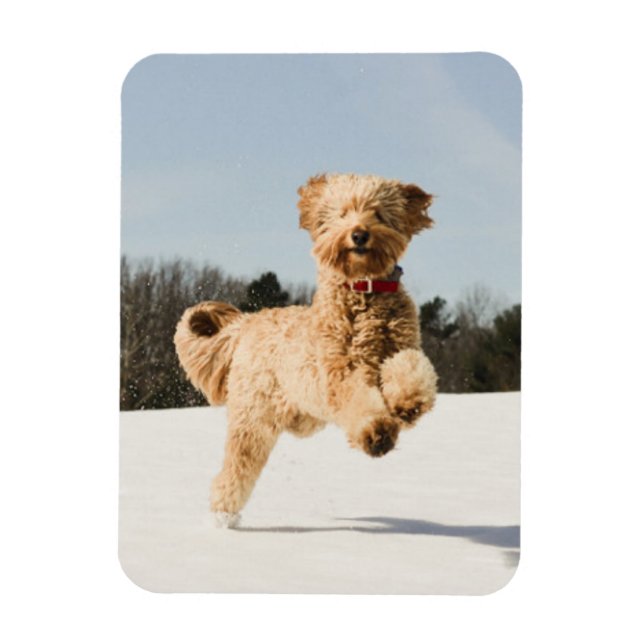 Íman Goldendoodle Correndo Pelo Campo (Vertical)