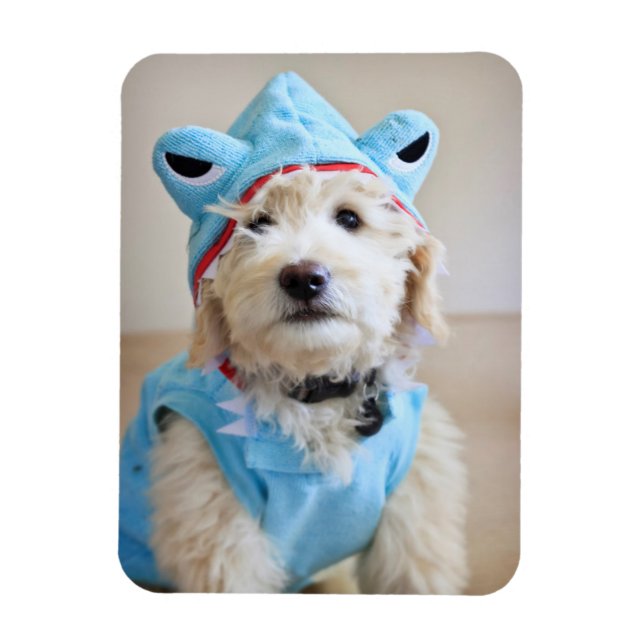 Íman Goldendoodle Em Roupa De Tubarão (Vertical)