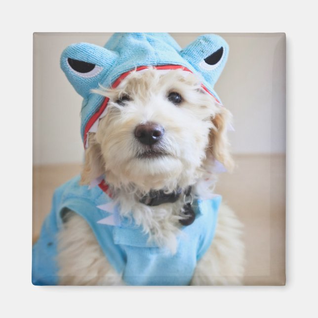Íman Goldendoodle Em Roupa De Tubarão (Frente)