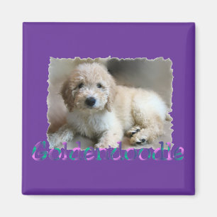 Íman Goldendoodle Lovers