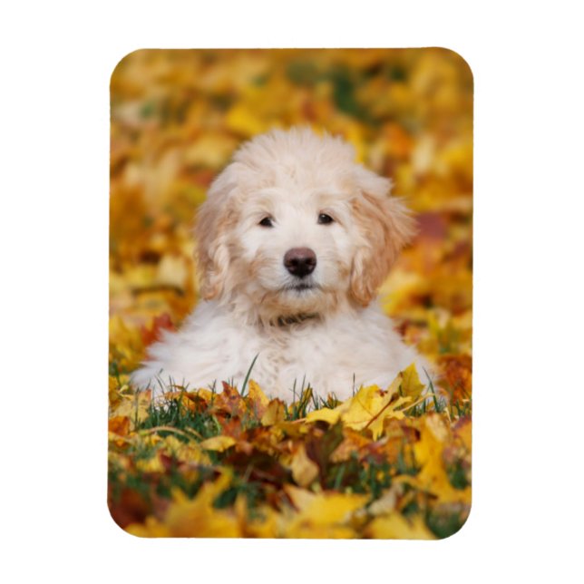 Íman Goldendoodle Puppy Em Folhas De Queda (Vertical)