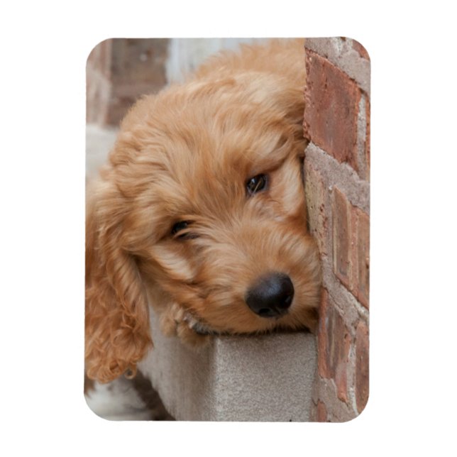 Íman Goldendoodle Puppy Peeking (Vertical)