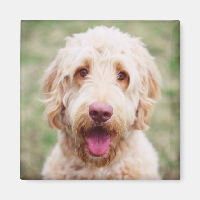 Íman Goldendoodle sorrindo (Frente)