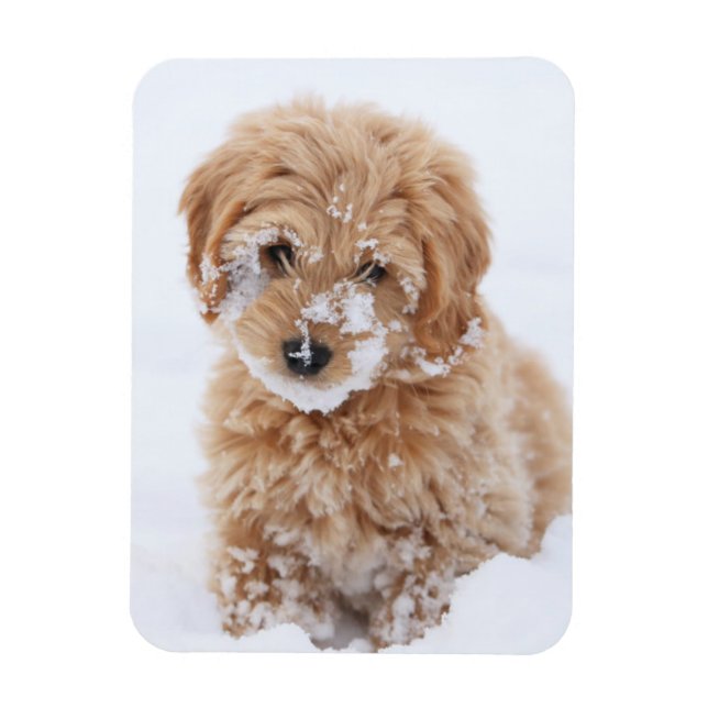 Íman Goldendoododle Puppy Com Neve Virada (Vertical)