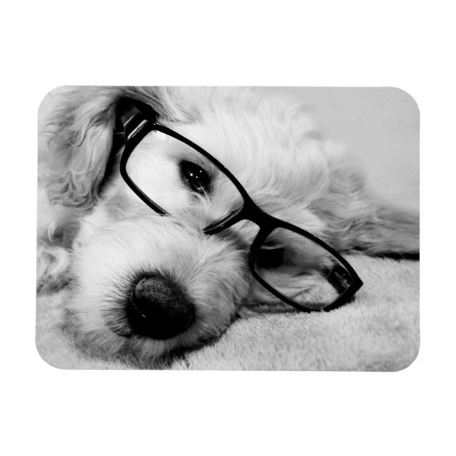 Íman Goldendoodododle com óculos (Horizontal)