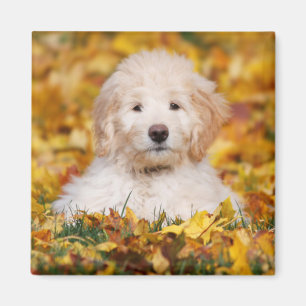 Íman Goldendoodododododle Puppy Em Folhas De Queda