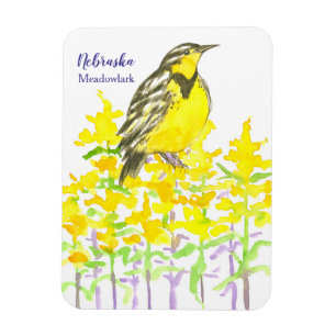 Íman Goldenrod ocidental de Nebraska Meadowlark do