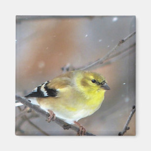 Íman Goldfinch