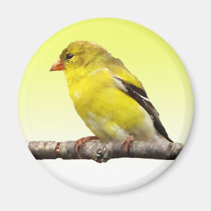 Íman Goldfinch