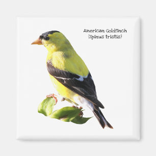Íman Goldfinch americano