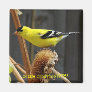 Íman Goldfinch americano