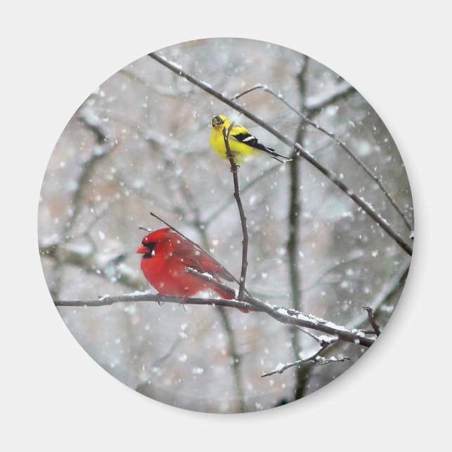 Íman Goldfinch E Cardeal (Frente)