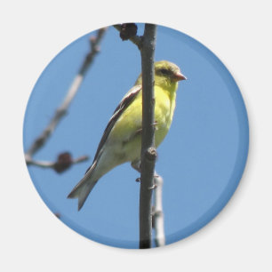 Íman Goldfinch em uma árvore