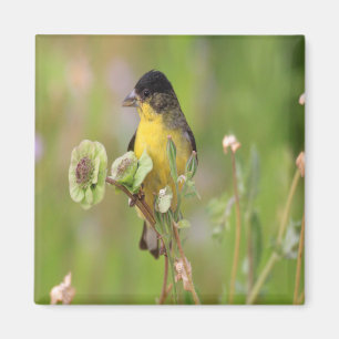 Íman Goldfinch empoleirado nas flores