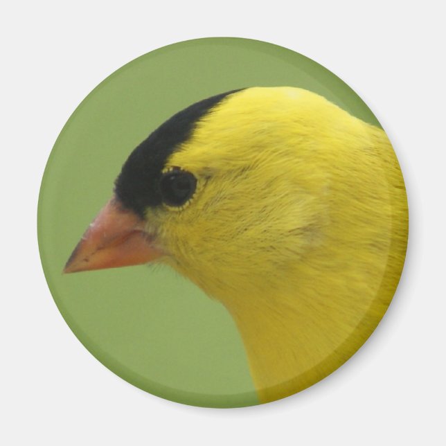 Íman Goldfinch Magnet (Frente)