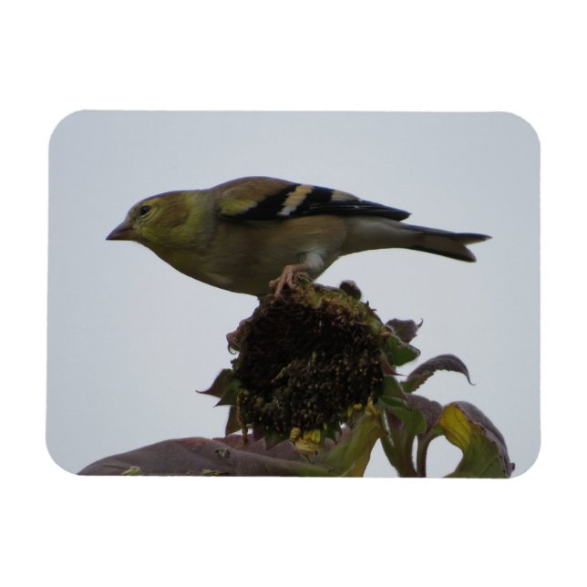Íman Goldfinch Sunflower Perch Magnet (Horizontal)