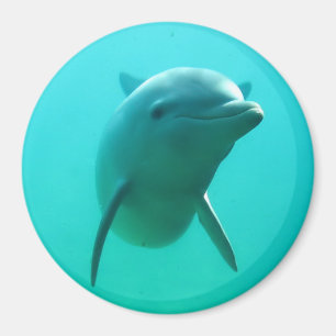 Íman Golfinho
