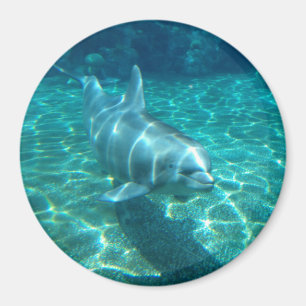 Íman Golfinho bonito