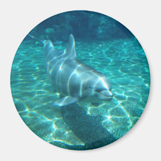 Íman Golfinho Bonito