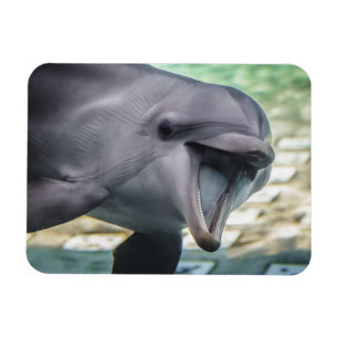 Íman Golfinho das imagens   de Getty