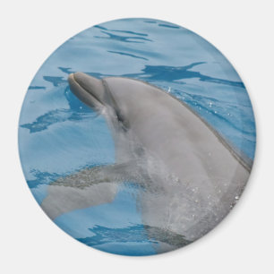 Íman Golfinho Nadando Em Águas Do Oceano Azul Profundo