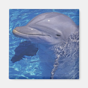 Íman Golfinho-roaz, Tursiops Truncatus