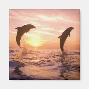 Íman Golfinhos-nariz-de-garrafa Tursiops truncatus