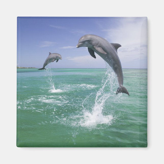 Íman Golfinhos-nariz-de-garrafa Tursiops truncatus (Frente)
