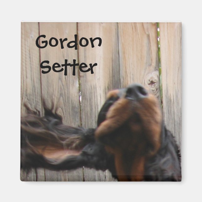 Íman Goofy Gordon Setter Magnet (Frente)