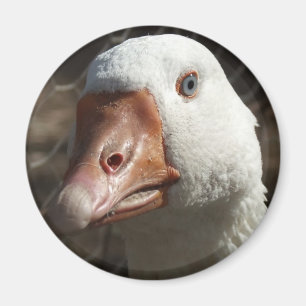 Íman Goosey Goosey