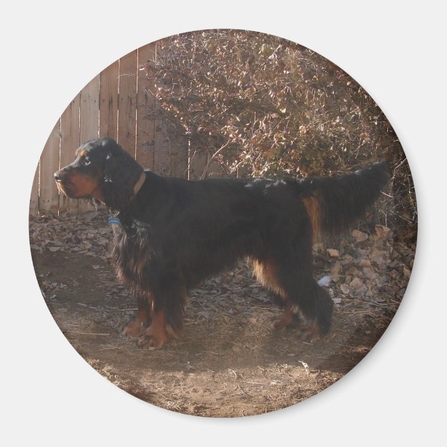 Íman Gordon Setter Magnet (Frente)