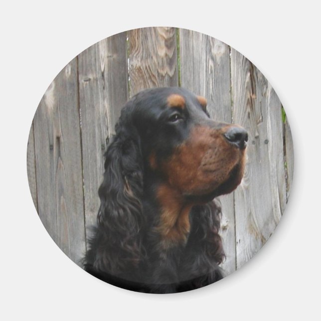 Íman Gordon Setter Magnet (Frente)