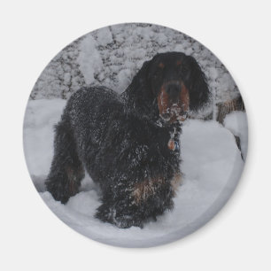 Íman Gordon Setter Puppy Magnet