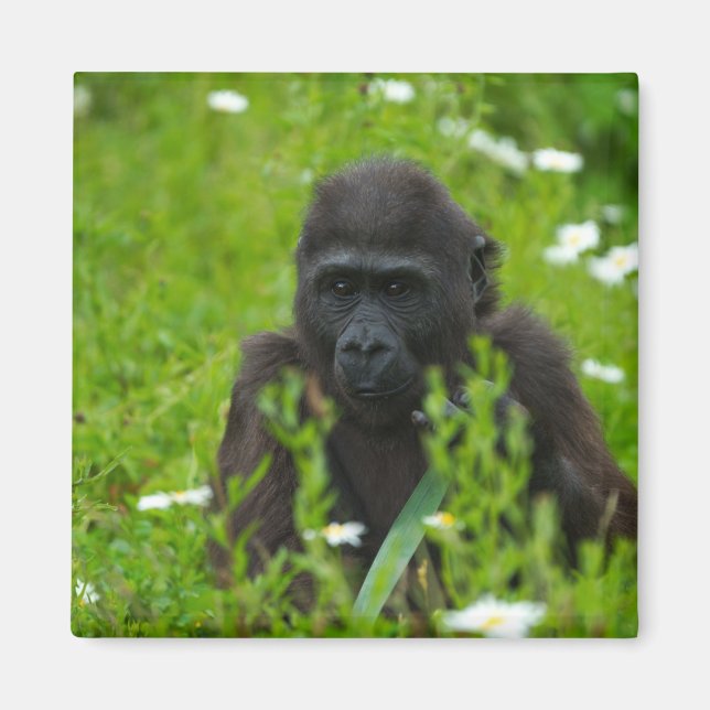 Íman Gorila Bebê Escondendo-Se Na Grama (Frente)