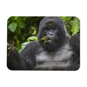 Íman Gorila da Montanha e Silverback