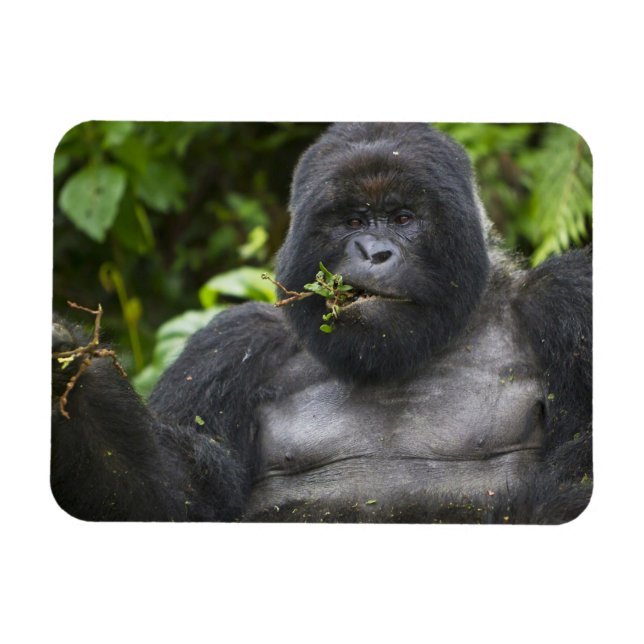 Íman Gorila da Montanha e Silverback (Horizontal)