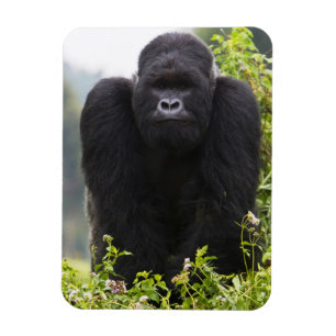 Íman Gorila da Montanha e Silverback