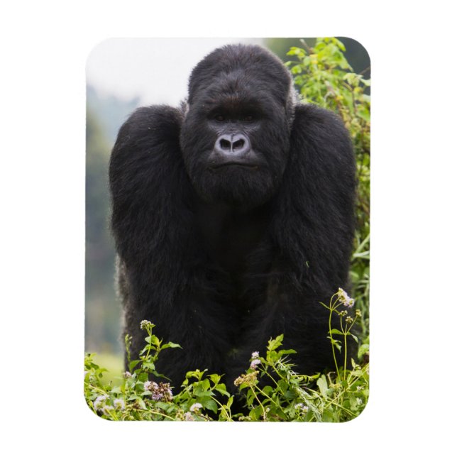Íman Gorila da Montanha e Silverback (Vertical)