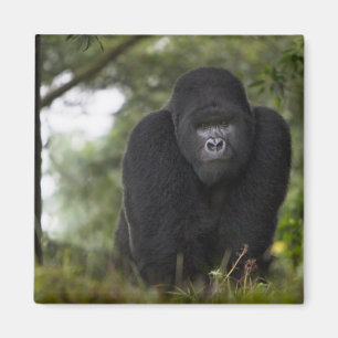 Íman Gorila da Montanha e Silverback