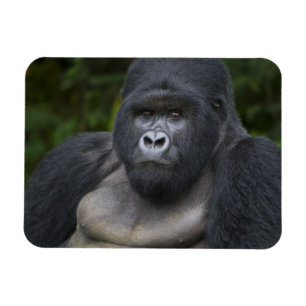 Íman Gorila da Montanha e Silverback
