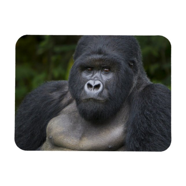 Íman Gorila da Montanha e Silverback (Horizontal)