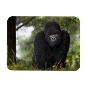 Íman Gorila da Montanha e Silverback