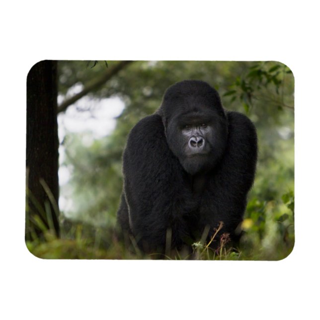 Íman Gorila da Montanha e Silverback (Horizontal)