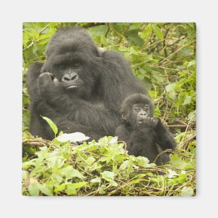 Íman Gorila-da-montanha, Gorilla beringei (anteriorment