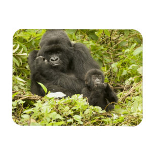 Íman Gorila-da-montanha, Gorilla beringei (anteriorment