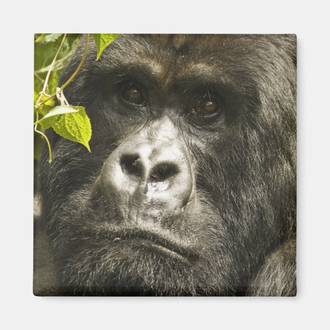 Íman Gorila-da-montanha, Gorilla beringei beringei, (Frente)