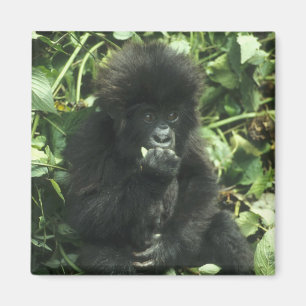 Íman Gorila da Montanha, (Gorilla gorilla beringei),